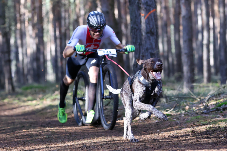 dog paparazzi jgdp0019 original priv nutzung d35d6328  | ZeroDC s.r.o.