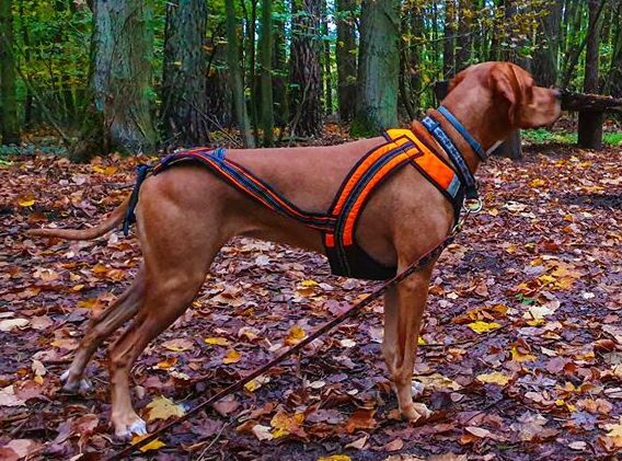 zero dc dog harness