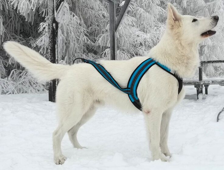 zero dc dog harness