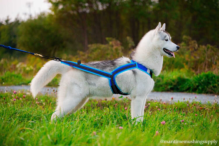 Zero dc dog shop harness
