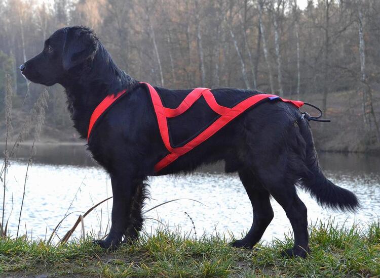X back harness cheap