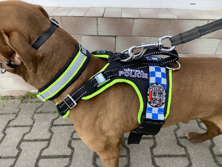 03tagkodiak | ZeroDC s.r.o.